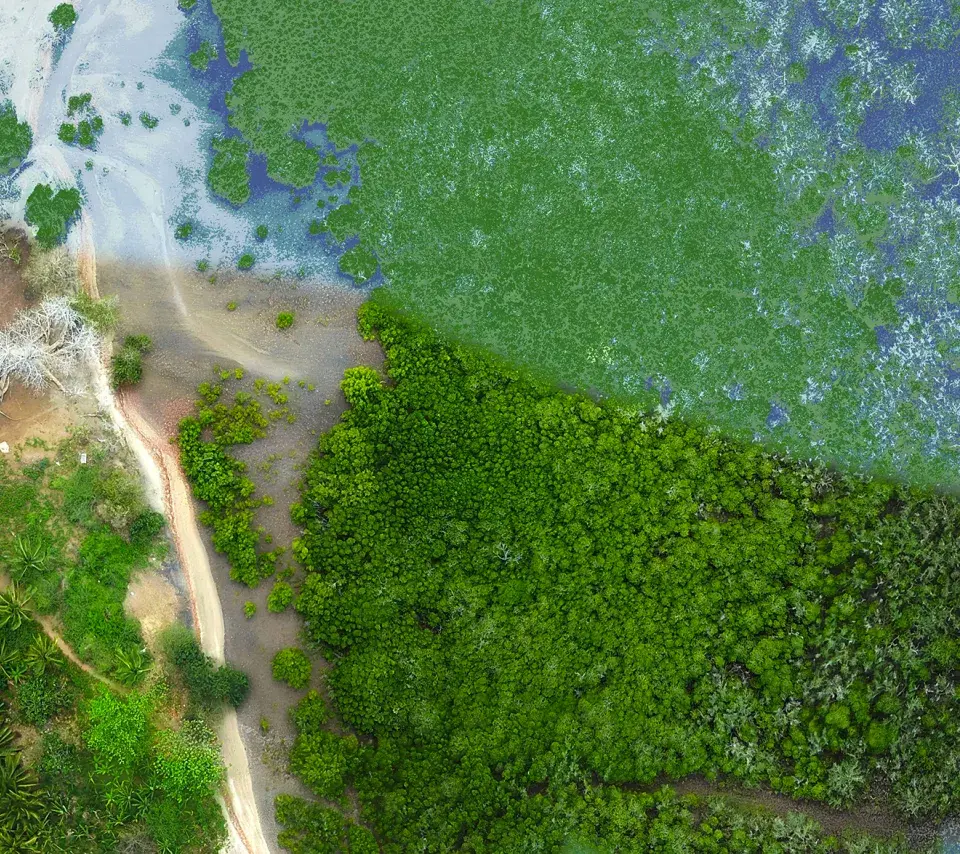 Montage résultat de classification sur image drone de la Mangrove, acquise par M.Jeanson (CUFR Mayotte) en août 2018 (B. Anselme)